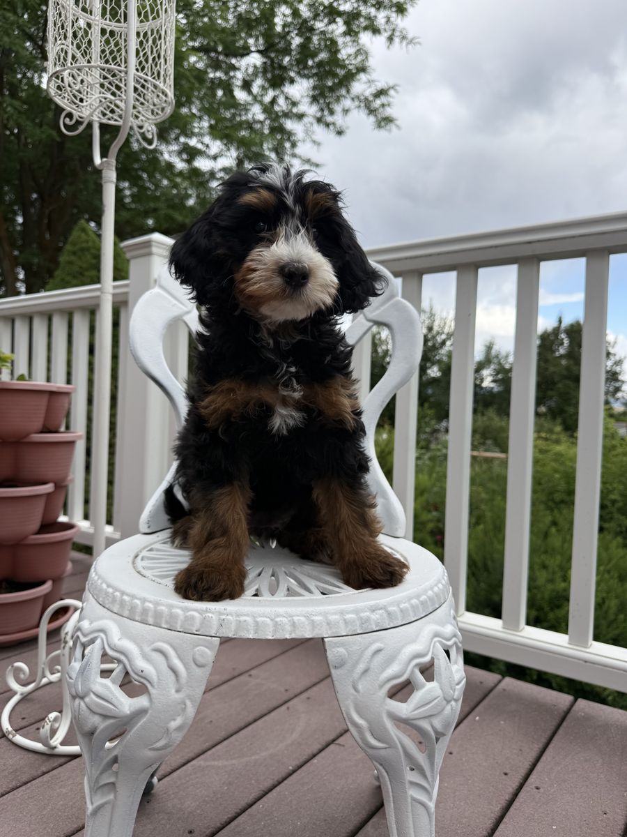 Mini Bernedoodle Puppies -   8-Weeks Old, Call Jackie at (435) 770-7228
