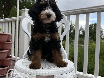 Mini Bernedoodle Puppies - 8-Weeks Old, Call Jackie at (435) 770-7228