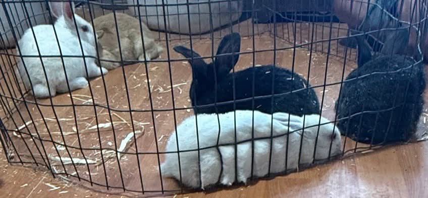 New Zealand bunnies
