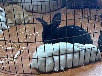 New Zealand bunnies