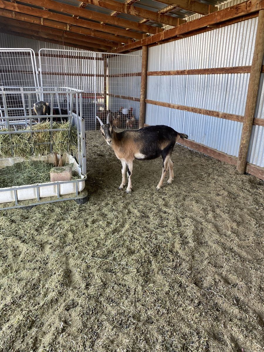 Purebred LaMancha Does
