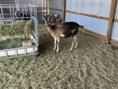 Purebred LaMancha Does
