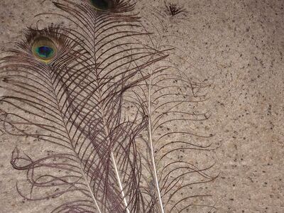 Peacock Feathers