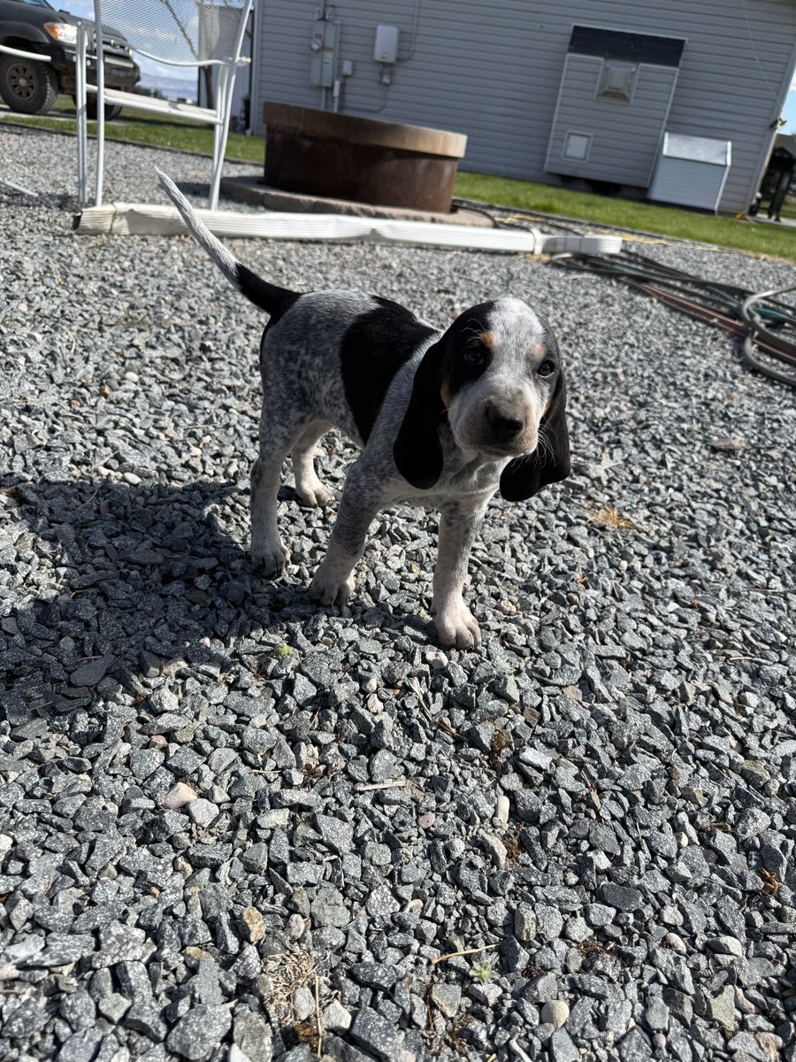 Bluetick Hound Pups-Proven Lion/Bear Bloodlines-Ready Now