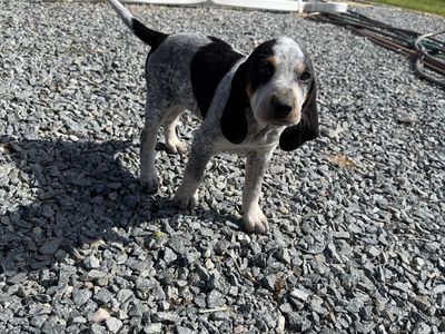 Bluetick Hound Pups-Proven Lion/Bear Bloodlines-Ready Now