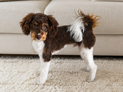 Newest Stud! F1b Chocolate Phantom Cavapoo Stud 13lbs