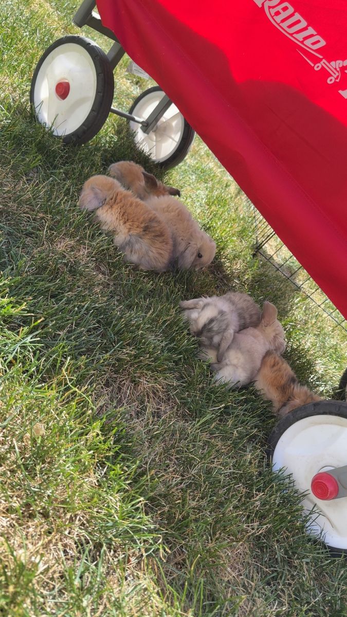 Holland lop bunnies