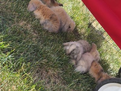 Holland lop bunnies