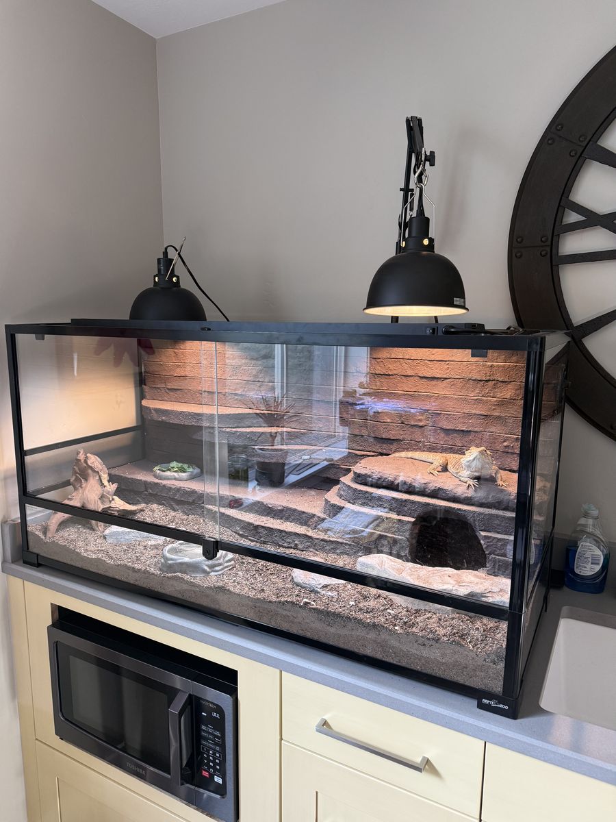 Bearded Dragon + Custom Enclosure + Dubia Colony