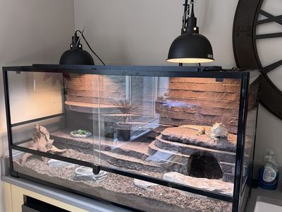 Bearded Dragon + Custom Enclosure + Dubia Colony