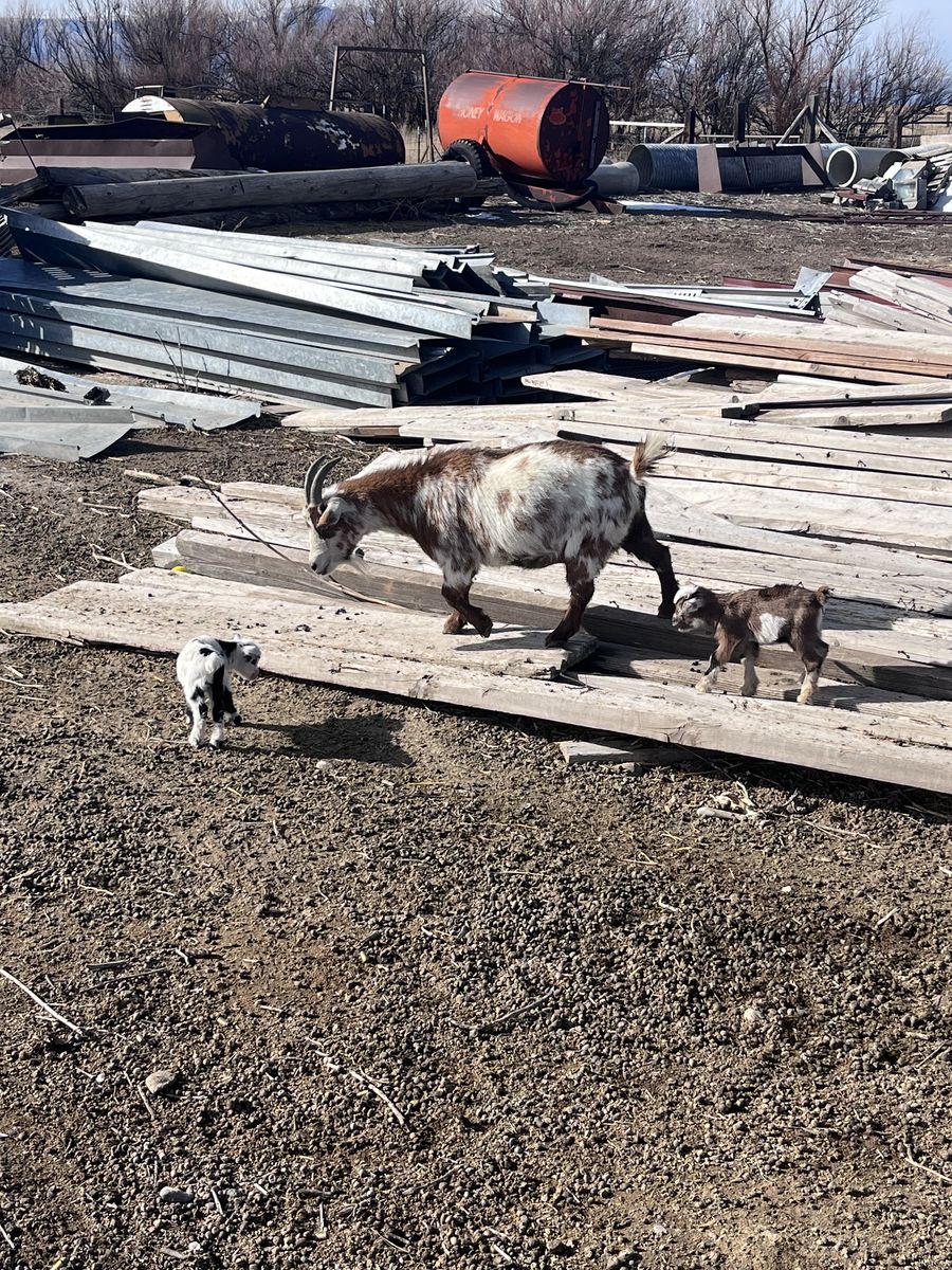Nigerian Nanny with Twins