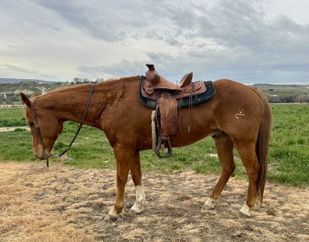 Quarter Horse Gelding