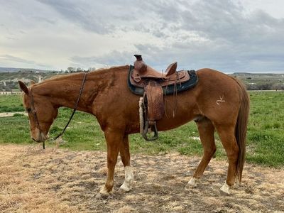 Quarter Horse Gelding