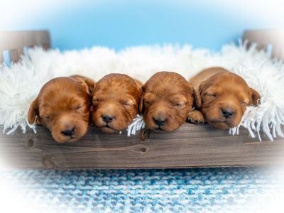Adorable F1b Cavapoo Puppies – Ready for Their Forever Homes!
