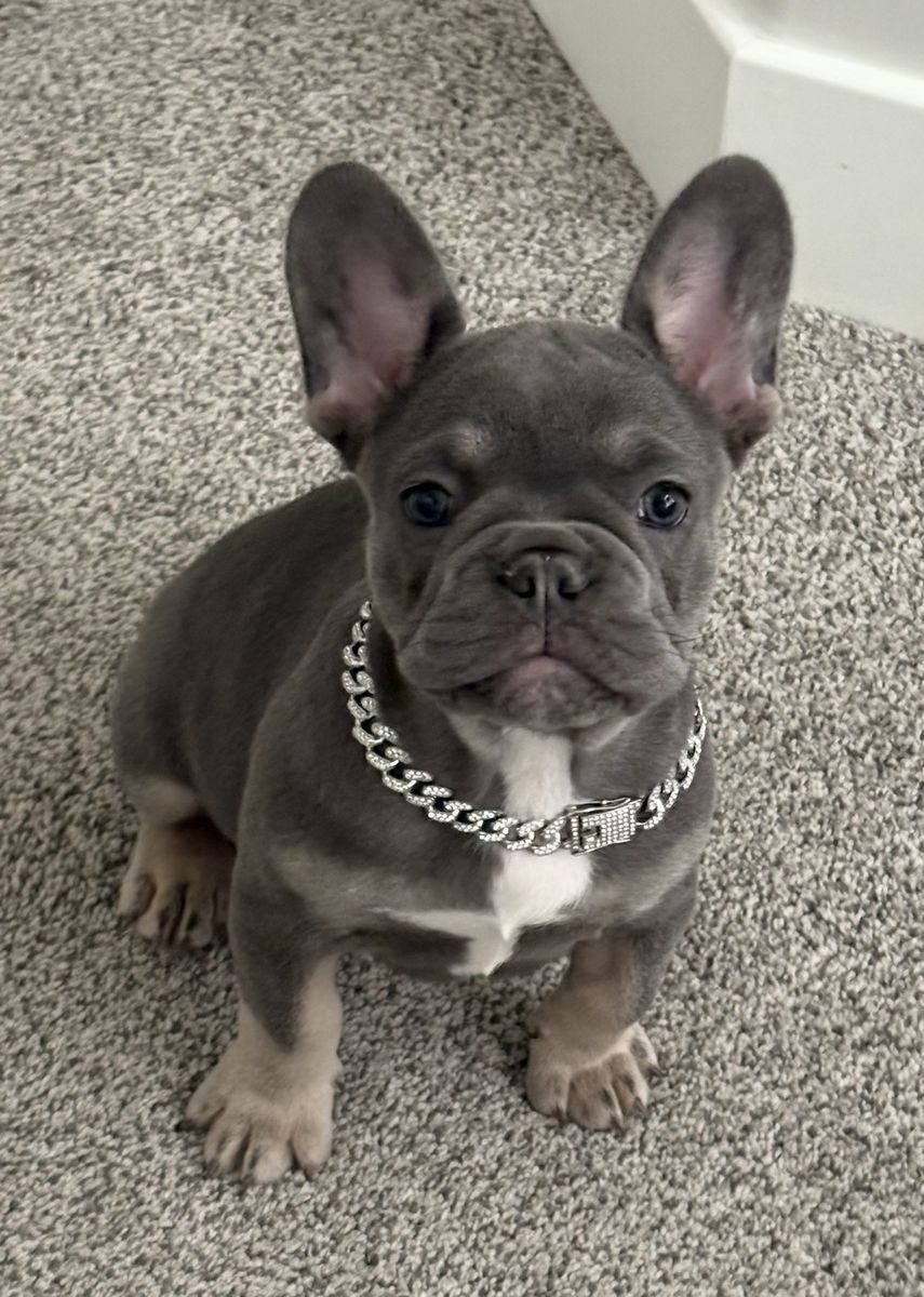 4 Months Old
