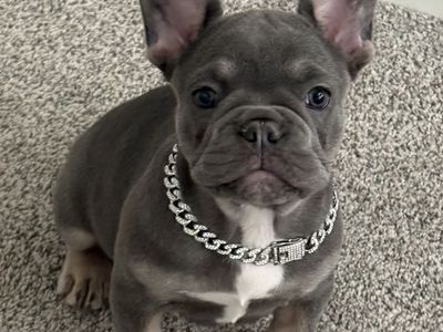 4 Months Old