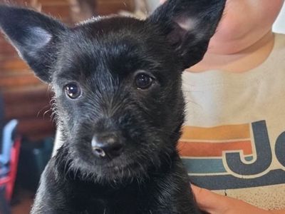 Schnauzer/Corgi cross puppies