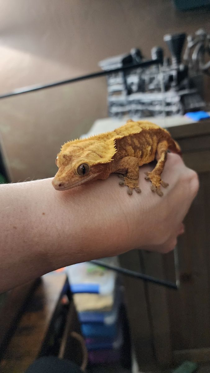 Adult female crested gecko and enclosure