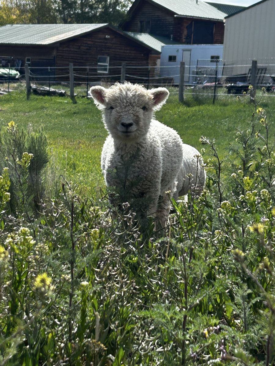 Mini Babydoll Ram Lamb