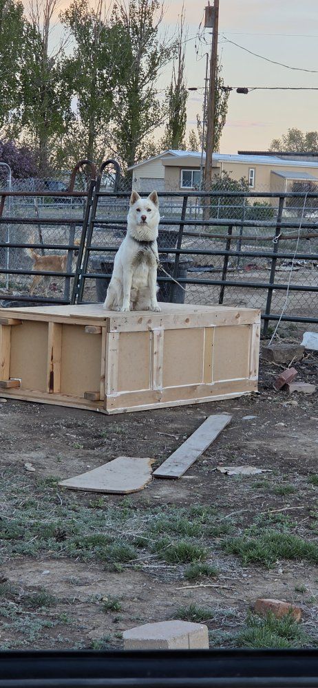 dog