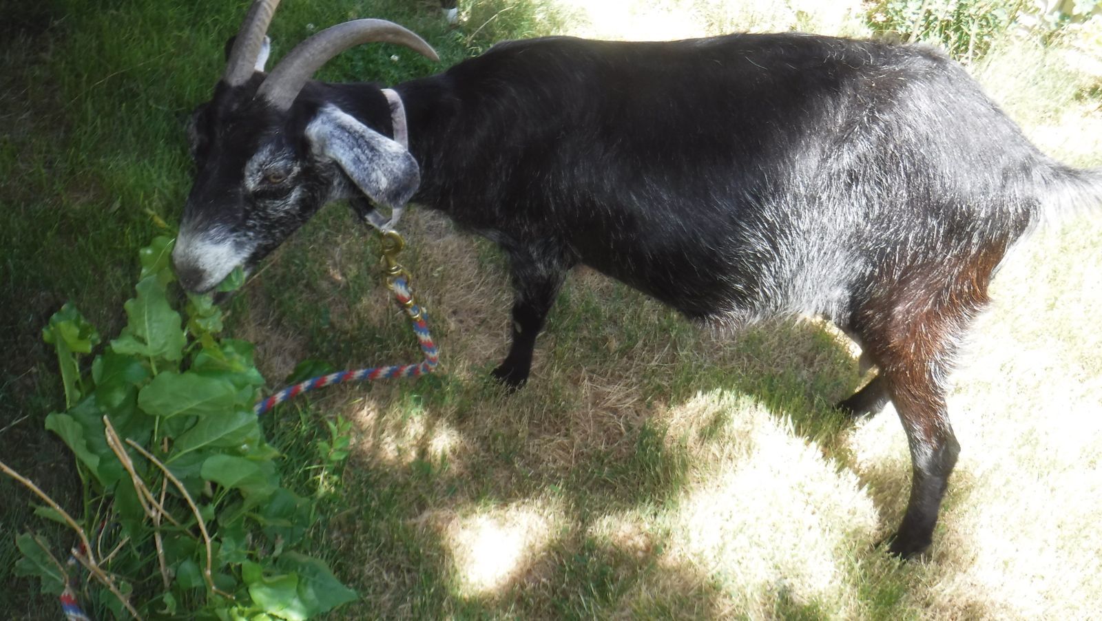 Nubian Alpine mix doe in milk $450 OBO