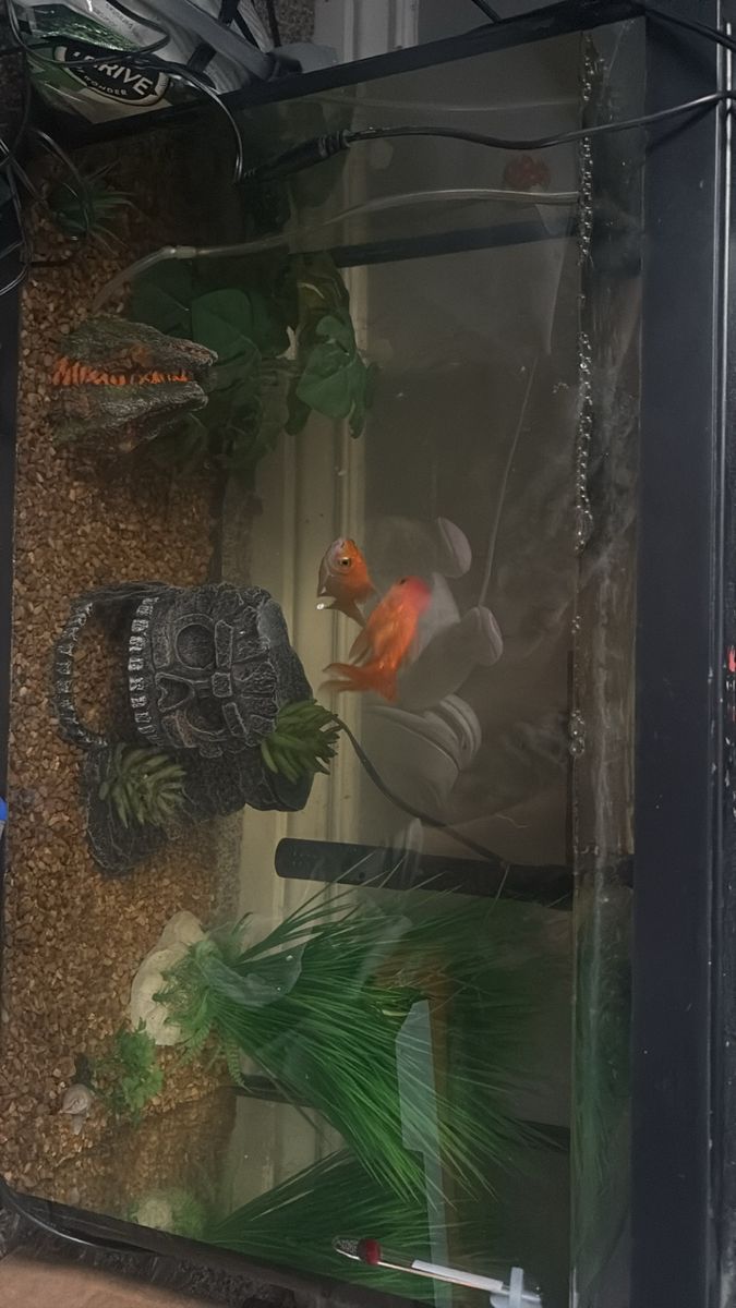 20 gallon fish tank