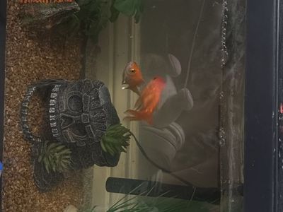 20 gallon fish tank