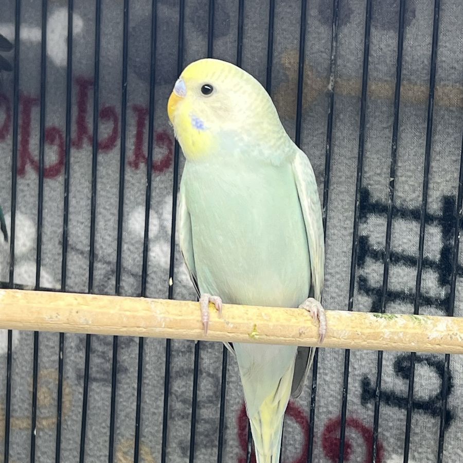 Young Teal Parakeets
