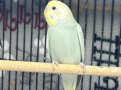 Young Teal Parakeets
