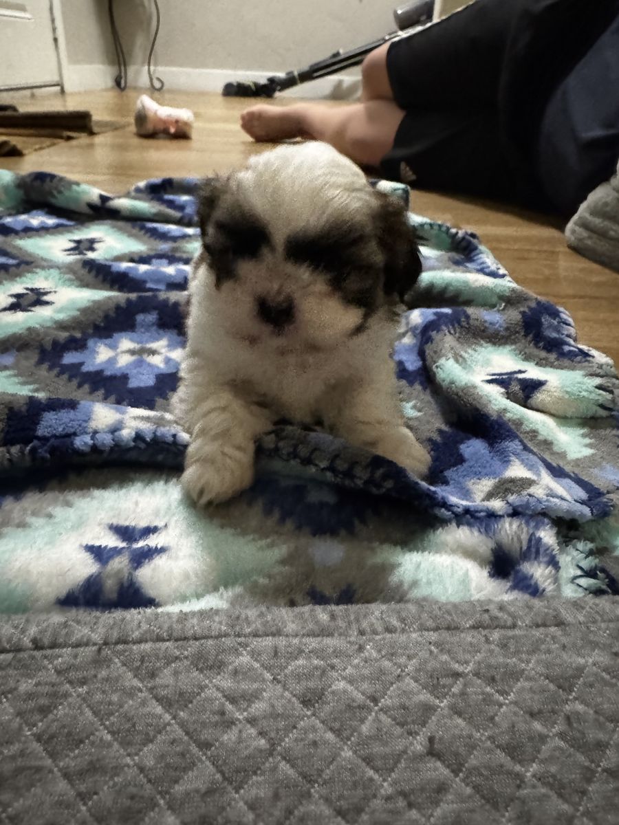 Purebred Shih Tzu
