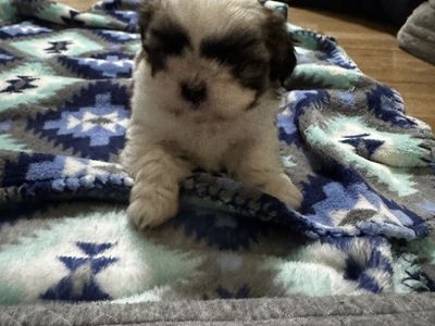 Purebred Shih Tzu