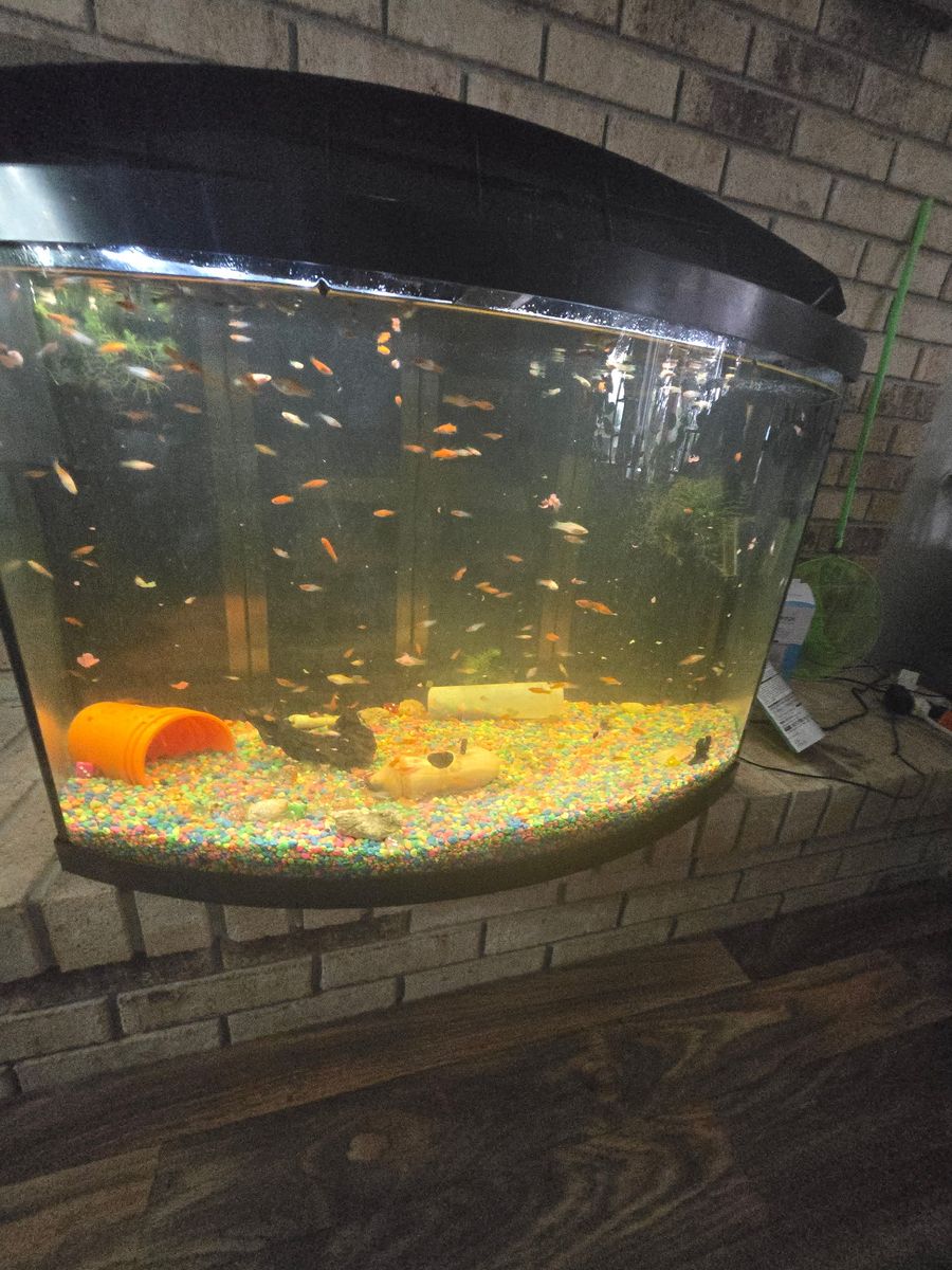 Guppies, Swordfish, and Mollies