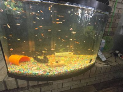 Guppies, Swordfish, and Mollies