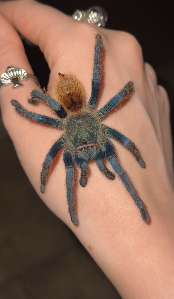 Mature Male GBB