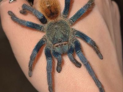 Mature Male GBB