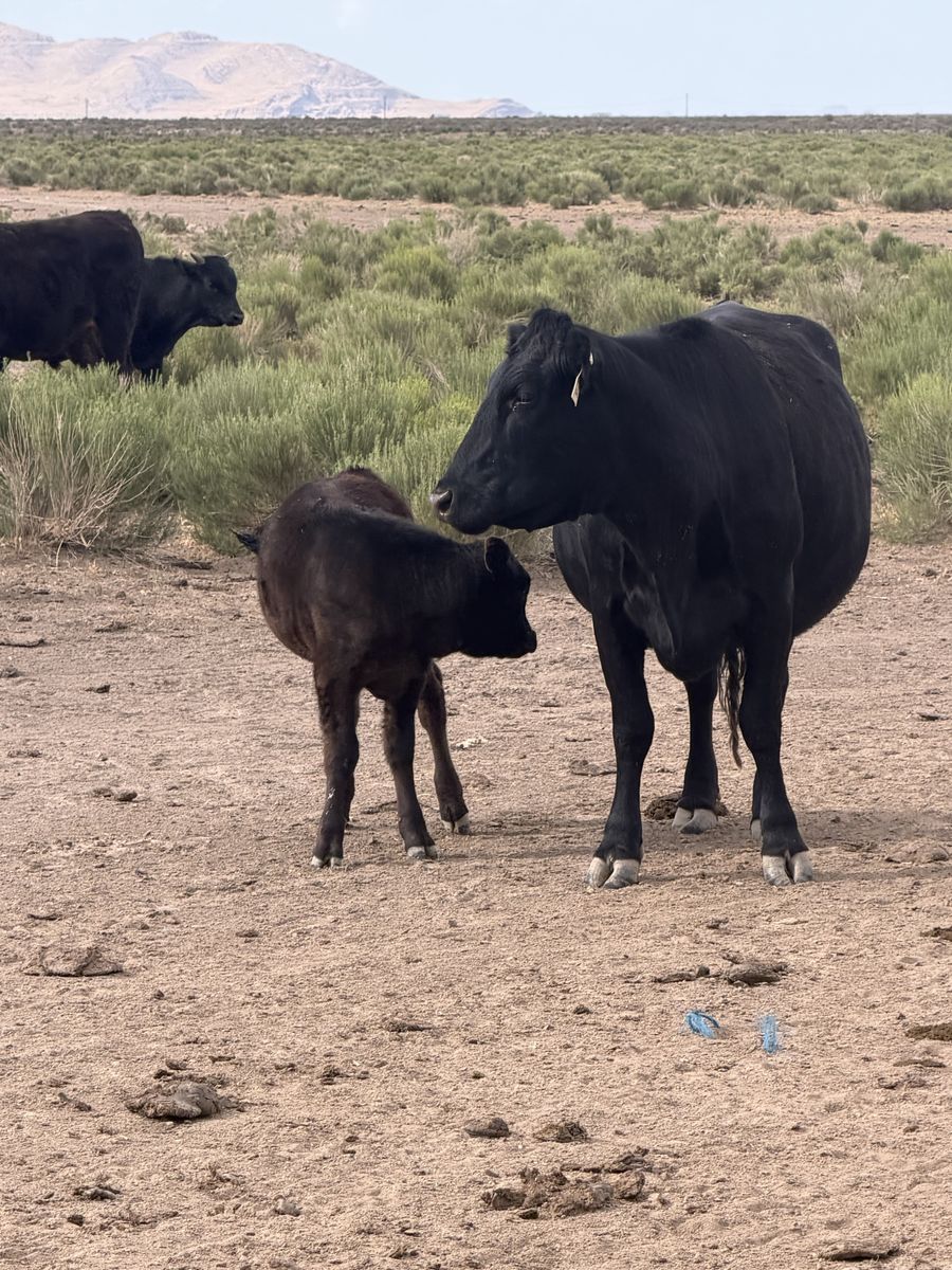 Half waygu cow and calf