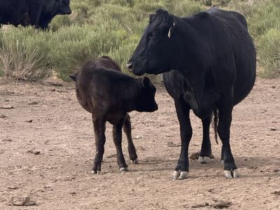 Half waygu cow and calf