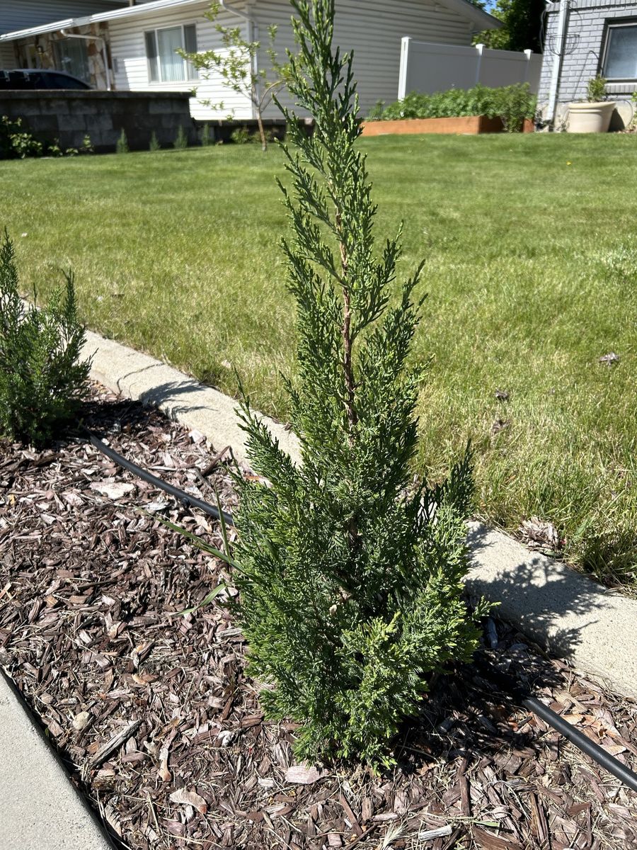 Blue Point Juniper Bushes
