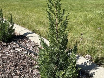 Blue Point Juniper Bushes