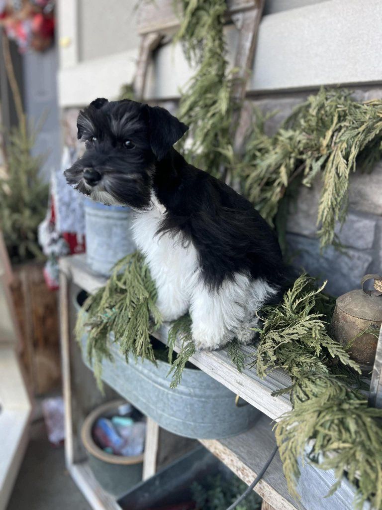 SERVICE/THERAPY Candidate - Trained Schnauzer Pup