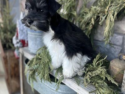 SERVICE/THERAPY Candidate - Trained Schnauzer Pup