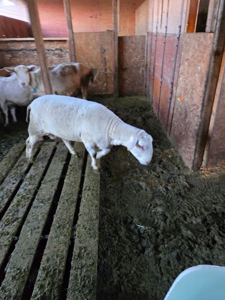 2 Year Old Male dorper