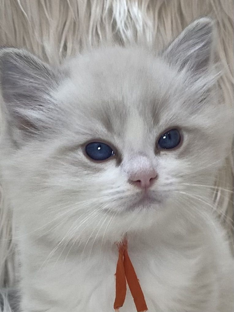 GORGEOUS PUREBRED PAPERED RAGDOLLS!!