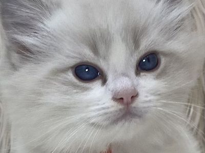 GORGEOUS PUREBRED PAPERED RAGDOLLS!!