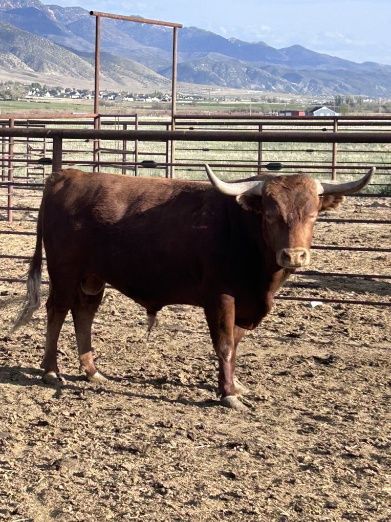 Corriente Bull