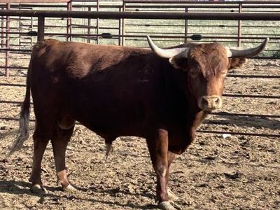 Corriente Bull