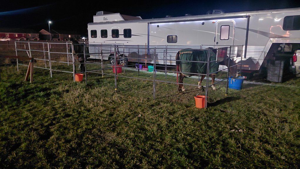 Portable Horse Panels