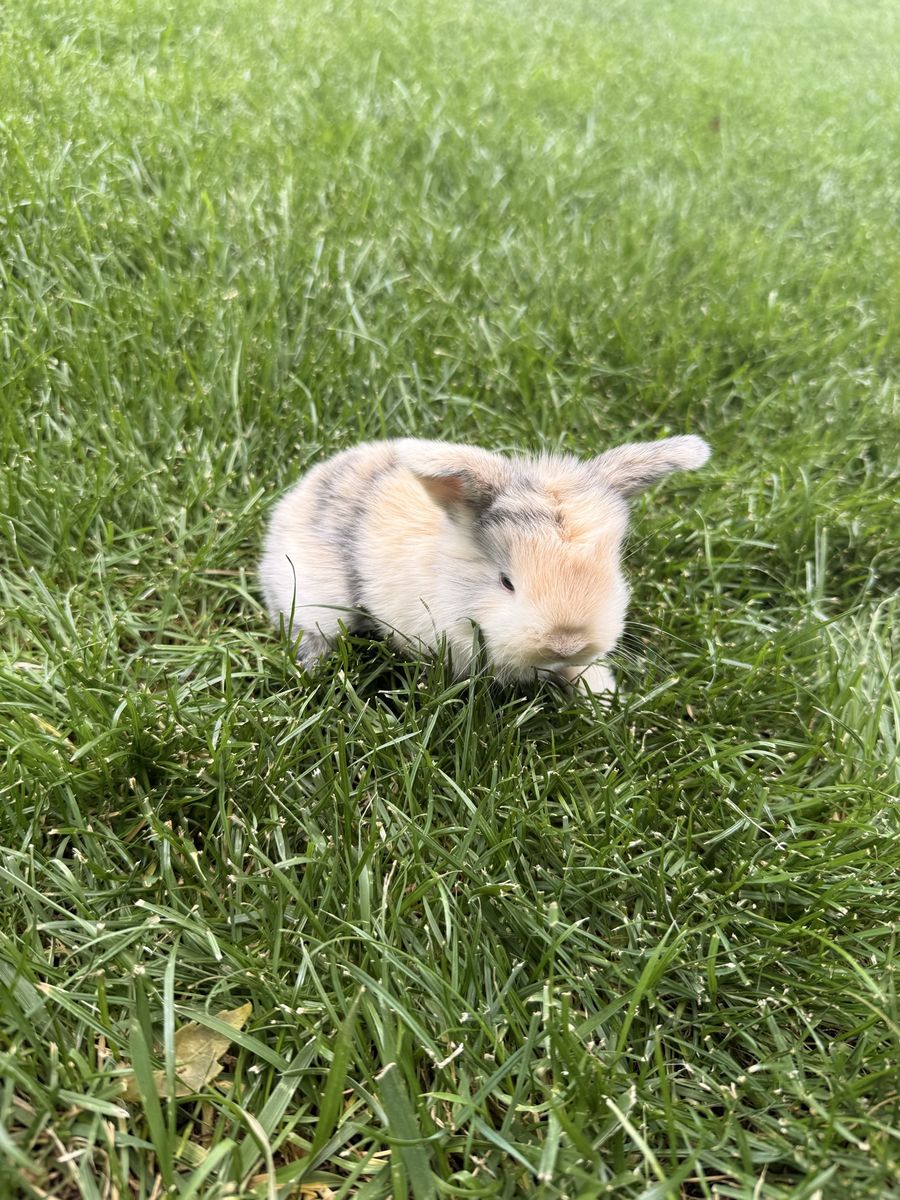 Purebred holland lops