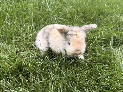 Purebred holland lops