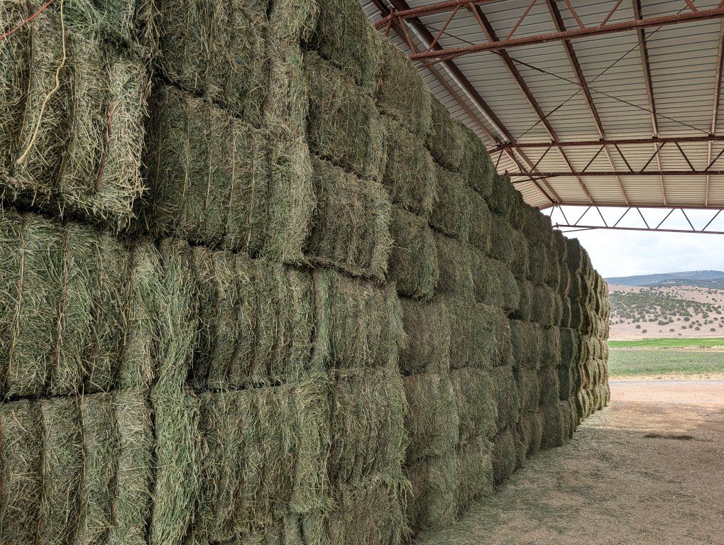 1st and 2nd crop 3x4 alfalfa 